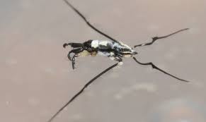 Attēlu rezultāti vaicājumam “Gerridae”