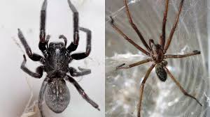 Image result for spider