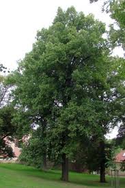 Attēlu rezultāti vaicājumam “Tilia platyphyllos subsp. cordifolia”