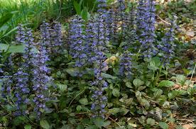 Attēlu rezultāti vaicājumam “Ajuga genevensis flower”