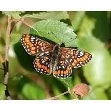 Attēlu rezultāti vaicājumam “Euphydryas maturna larva”