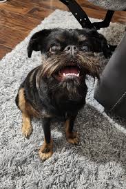 Image result for brüsseler giffon