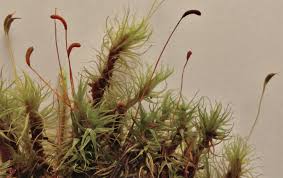 Attēlu rezultāti vaicājumam “Dicranum polysetum sporophyte”