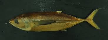 Image result for Thunnus obesus