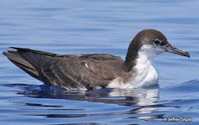 Image result for Puffinus puffinus