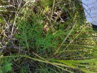 Attēlu rezultāti vaicājumam “Cnidium dubium”