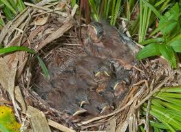 Attēlu rezultāti vaicājumam “Emberiza schoeniclus nest”