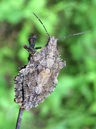 Attēlu rezultāti vaicājumam “Pentatomidae”