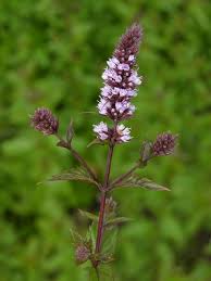 Image result for Menta x piperita