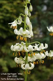 Image result for Lilium martagon Alba