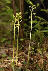 Attēlu rezultāti vaicājumam “Corallorhiza trifida”