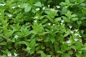 Attēlu rezultāti vaicājumam “Stellaria nemorum flower”
