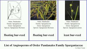 Attēlu rezultāti vaicājumam “Sparganiaceae”
