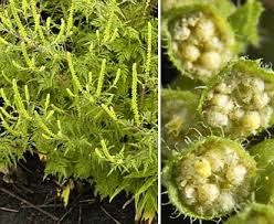 Attēlu rezultāti vaicājumam “Ambrosia artemisiifolia”