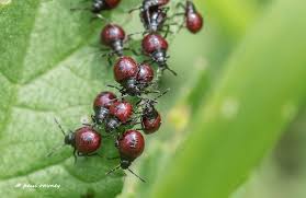 Attēlu rezultāti vaicājumam “Zicrona caerulea nymph”