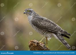 Attēlu rezultāti vaicājumam “Accipiter nisus”