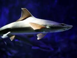 Image result for Mustelus