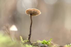 Attēlu rezultāti vaicājumam “Physarum auriscalpium young”