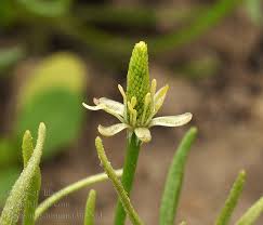 Attēlu rezultāti vaicājumam “Myosurus minimus flower”