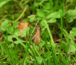 Attēlu rezultāti vaicājumam “Chaetopteryx villosa”
