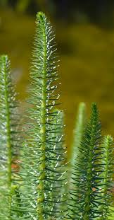 Attēlu rezultāti vaicājumam “Hippuris vulgaris”