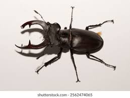 Attēlu rezultāti vaicājumam “Ceruchus chrysomelinus imago”