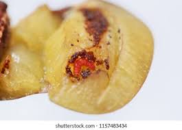 Attēlu rezultāti vaicājumam “Grapholita funebrana larva”