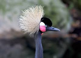 Attēlu rezultāti vaicājumam “Gruiformes”