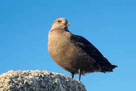 Image result for Stercorarius skua