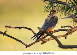 Image result for Falco vespertinus