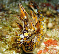 ผลการค้นหารูปภาพสำหรับ Bornella Anguilla