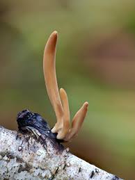 Attēlu rezultāti vaicājumam “Macrotyphula fistulosa”