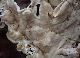 Attēlu rezultāti vaicājumam “Antrodia gossypium”