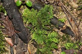 Attēlu rezultāti vaicājumam “Thuidium assimile”