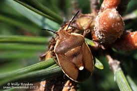 Attēlu rezultāti vaicājumam “Chlorochroa pinicola”