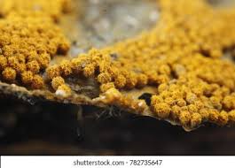 Attēlu rezultāti vaicājumam “Trichia scabra”