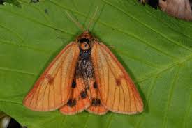 Attēlu rezultāti vaicājumam “Diacrisia sannio”