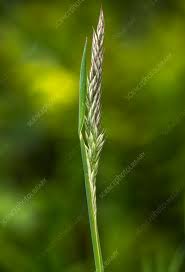 Attēlu rezultāti vaicājumam “Holcus lanatus”