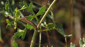 Attēlu rezultāti vaicājumam “Peucedanum oreoselinum leaf”