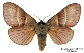 Attēlu rezultāti vaicājumam “Macrothylacia rubi”