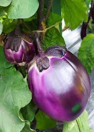 Afbeeldingsresultaat voor melanzana prosperosa eggplant