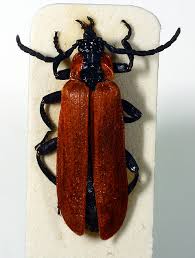 Attēlu rezultāti vaicājumam “Lycidae”