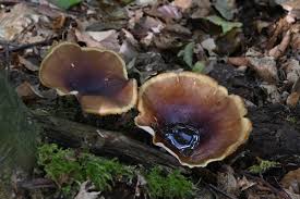 Attēlu rezultāti vaicājumam “Polyporus badius”