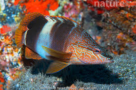 Image result for Serranus scriba