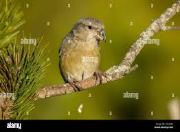 Attēlu rezultāti vaicājumam “Loxia pytyopsittacus”