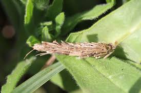 Attēlu rezultāti vaicājumam “Canephora hirsuta”