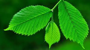 Attēlu rezultāti vaicājumam “Ulmus glabra leaf”