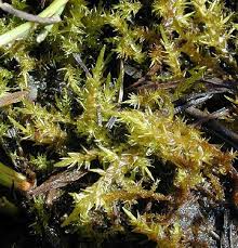 Attēlu rezultāti vaicājumam “Platyhypnidium riparioides”