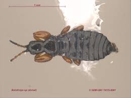 Attēlu rezultāti vaicājumam “Thysanoptera”