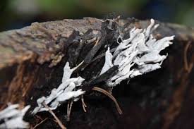 Attēlu rezultāti vaicājumam “Xylaria hypoxylon”